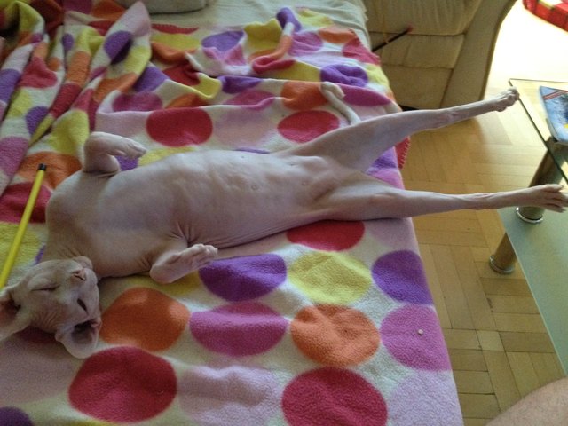 Ich bin eine Zauberkatze - ich kann mich auch als Hähnchen tarnen....