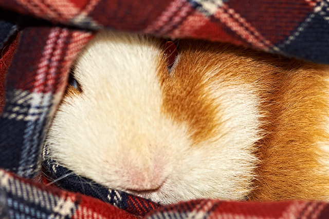 !Go erobert das Hemd