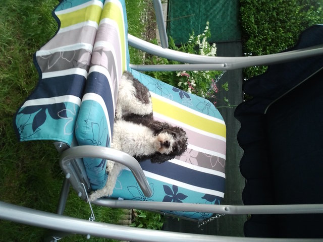 Die Schaukel ist nicht nur was für Herrchen