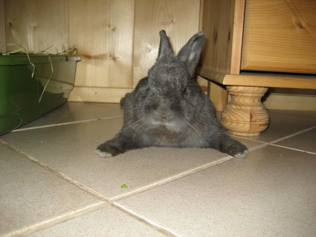 Fang mich, falls du kannst!