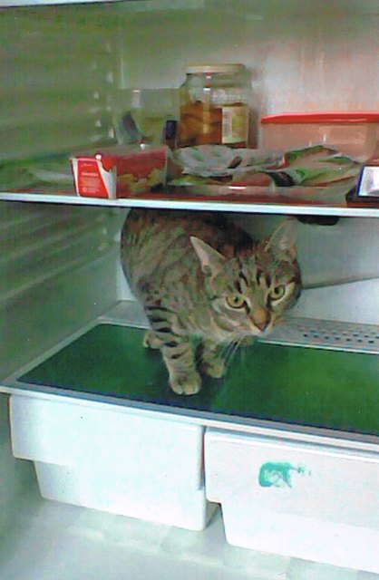 Mein Name ist Miez, und mein Bauch ist so leer wie der Kühlschrank, verdammt!