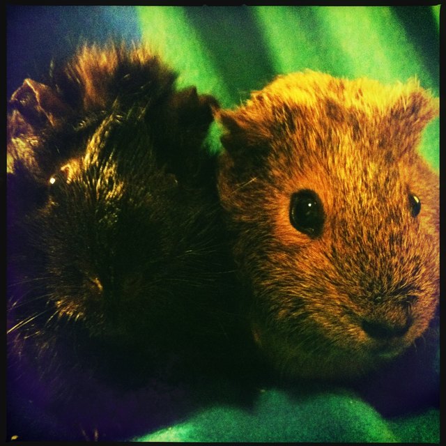 Meine beiden Stars: Johhny Depp und Lyra