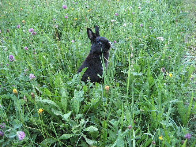 ich in meiner Blumenwiese