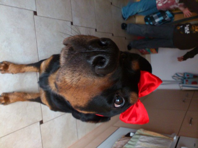 Mein Spyke wollte auch mal Schnewittchen spielen ;)