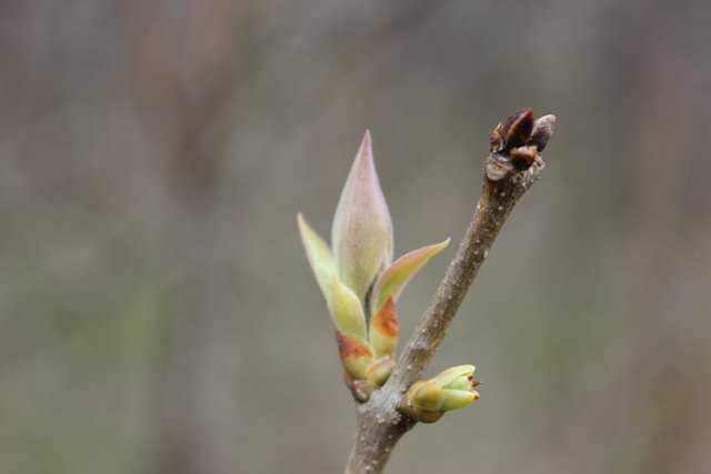Bei diesem Bild sollte ich eine Knospe scharf fotografieren und dabei darauf achten, dass der Hintergrund unscharf abgelichtet wird.