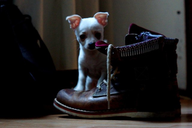 Die kleine Sofie und der große Schuh