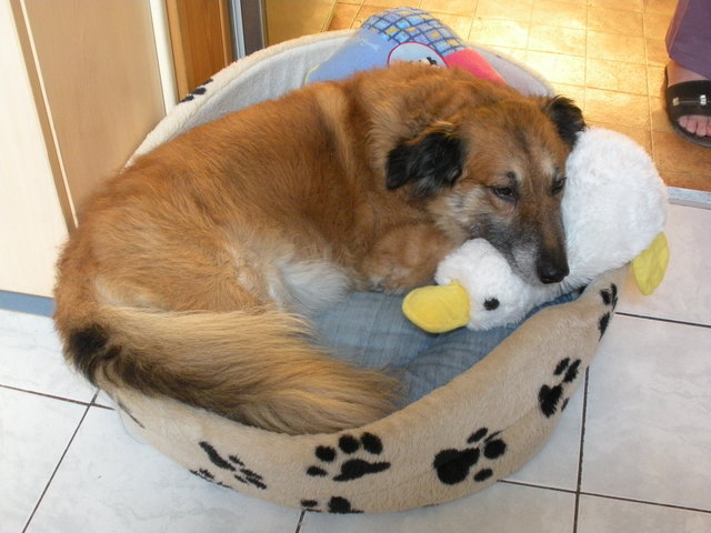 Nach dem Spaziergang ausruhen