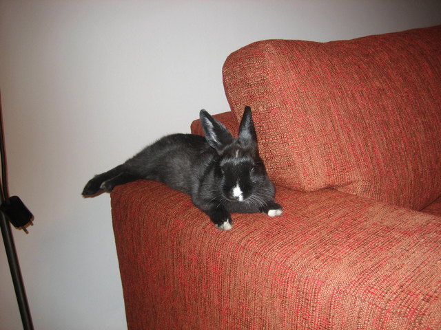 bin bereit fürs Streicheln