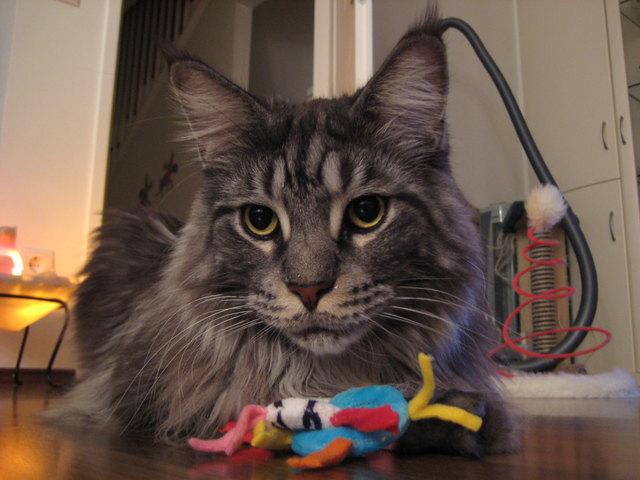 ...hier kommt der Rubbellos-Glückstier-Star, ein Prachtbursche!