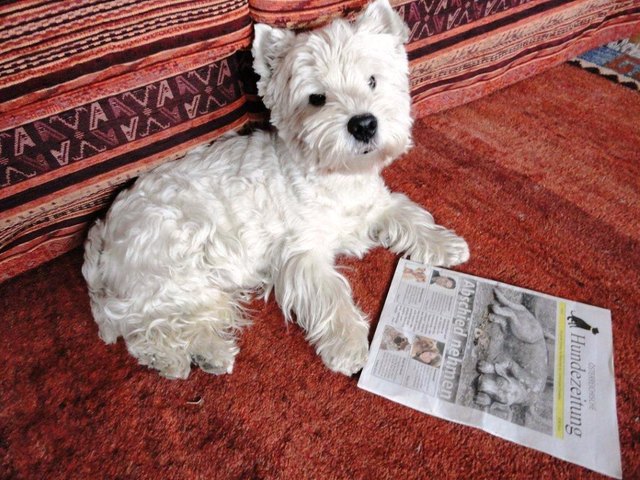 WAU - Sensation - Rocco liest in der Hundezeitung vom tollen BZ-Gewinnspiel