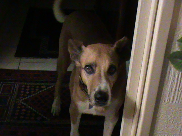 der große Pino mittlerweile schon 14 Jahre