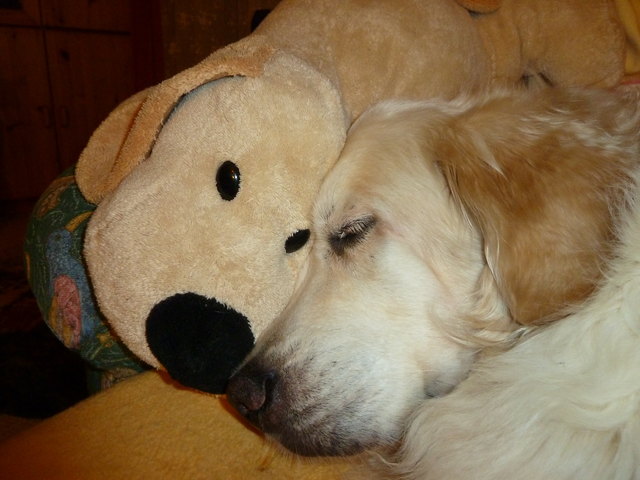 Nicht ohne meinen Plüschfreund