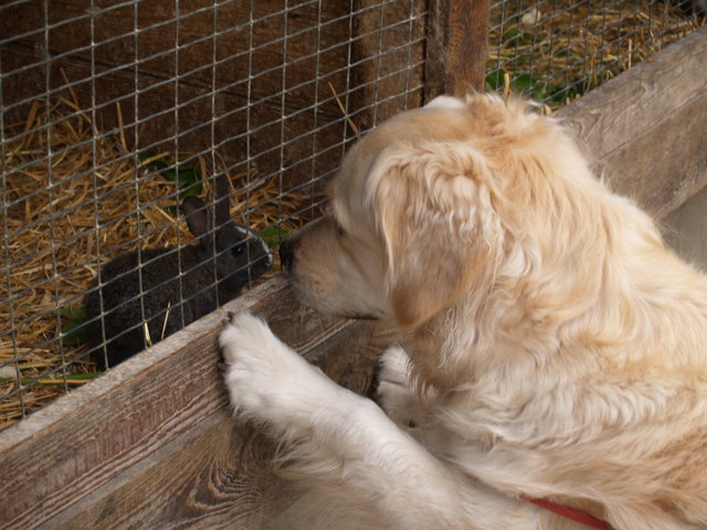 He! Komm doch mal raus zum spielen, ich tu dir auch sicher nichts!