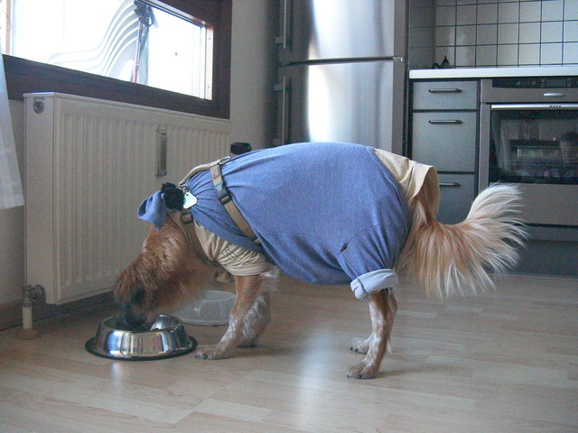 Ich habe trotzdem Appetit