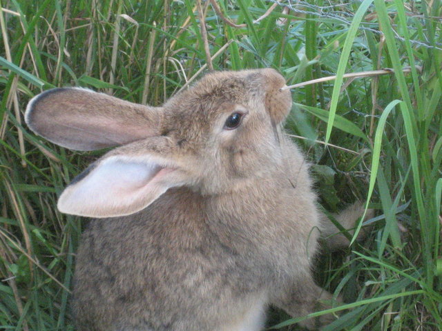 Wenn ich dann so groß wie meine Ohren bin, sehe ich auch über das Gras!