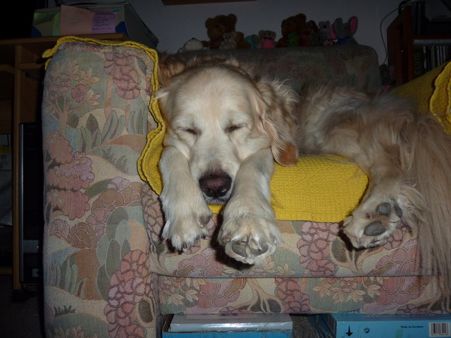 Schlaf Glory schlaf, du bist ja auch so brav