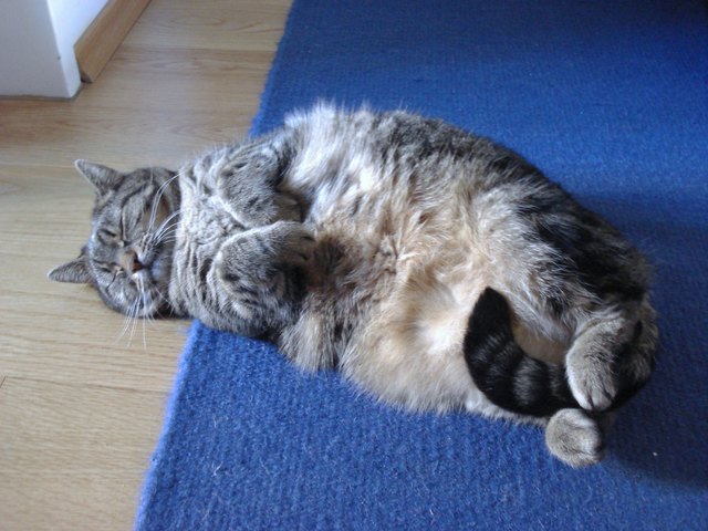 Cindymietze ist satt!