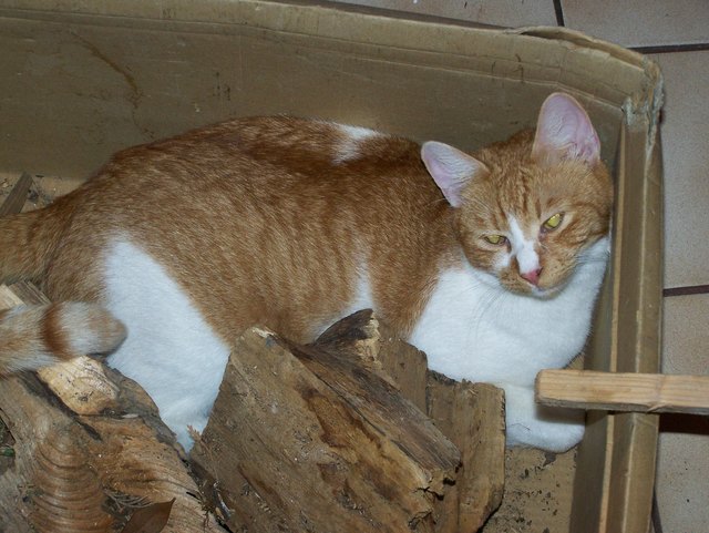 Wer stört meinen Schönheitsschlaf in der Holzkiste?