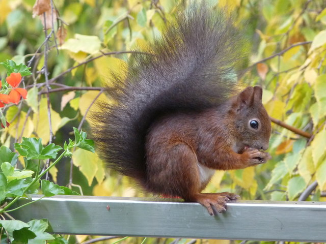 Das Haustier meines Haustiers :-) Unser Eichkatzerl
