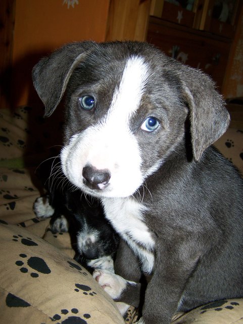 Baby Blue - dieser kleine "ein Handvoll-Hund" feiert morgen den 3. Geburtstag
