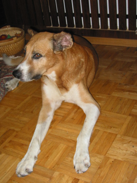 PINO  noch jünger ca. 11 - 12 Jahre alt