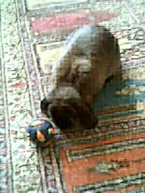 Frau Morli mit ihrem Leckerliball