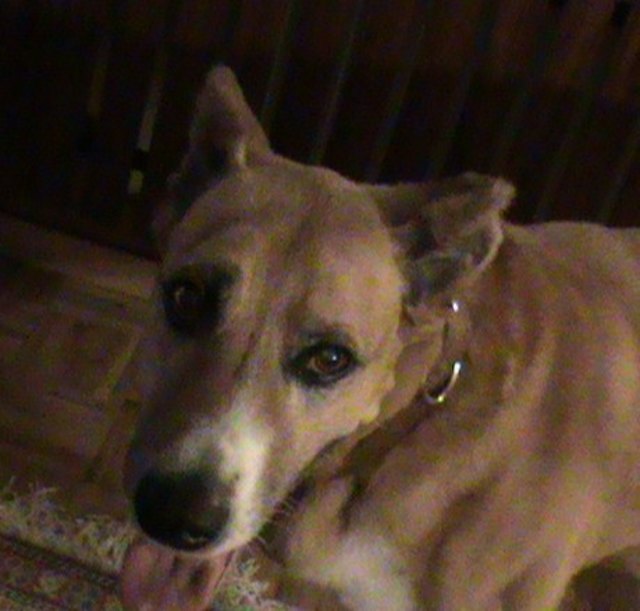 Pino  13,5 Jahre v. Sohn  nachdem leider beide Ohren wg. Blutohren weg mußten