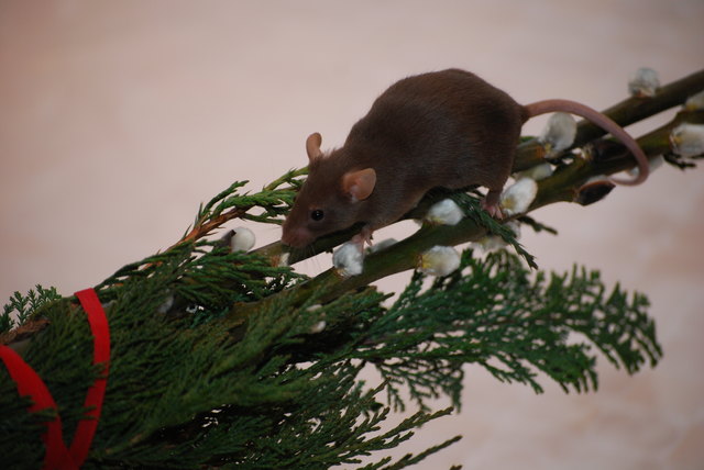 Mausi wünscht allen BZ-Lesern frohe Ostern