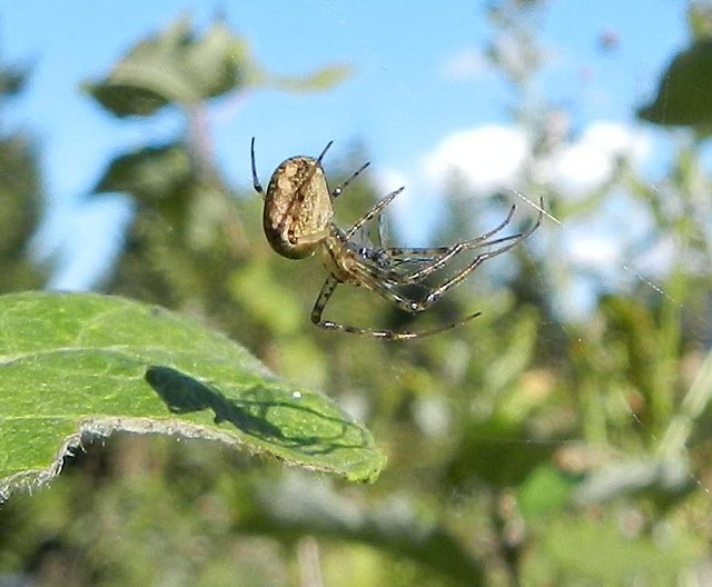 Baldachin-Spinne