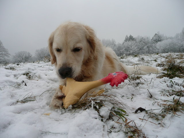 Besser als nichts, aber ein echtes Huhn wär mir jetzt doch lieber