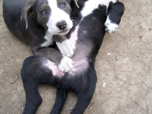 Baby Blue beim Toben mit Schwester Becci