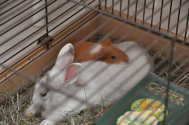 Die Kuschelmeister aus den 21. Bezirk