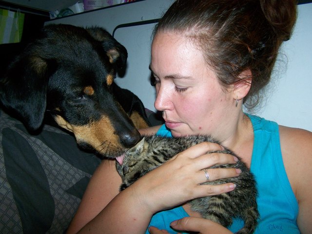 Halbverhungert und mit Katzenschnupfen wurde ich in Vinnen (Norddeutschland) gefunden und durfte gleich auf Europarundreise mitgehen!