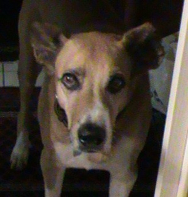 der alte Pino - einSchatz