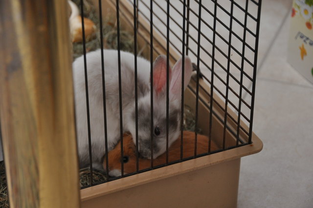 Hasenbaby Sissi putzt Meerschweinchenbaby Speedy