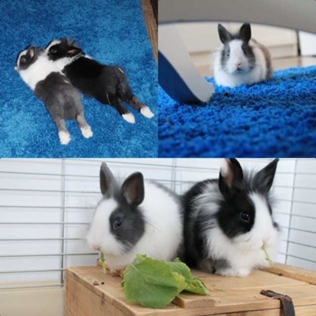 Löwenkopf Zwergkaninchen :)