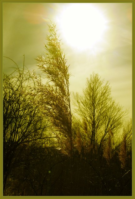 Goldwedel