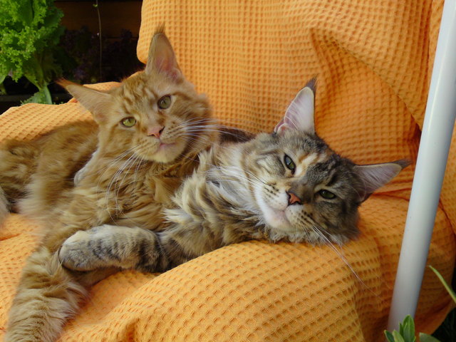 Brüderchen und Schwesterchen: Arthos und Angel Wings