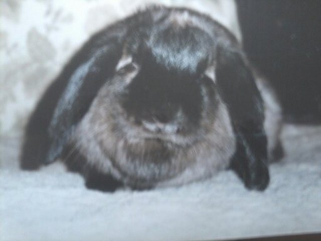 die kleine Frau Morli