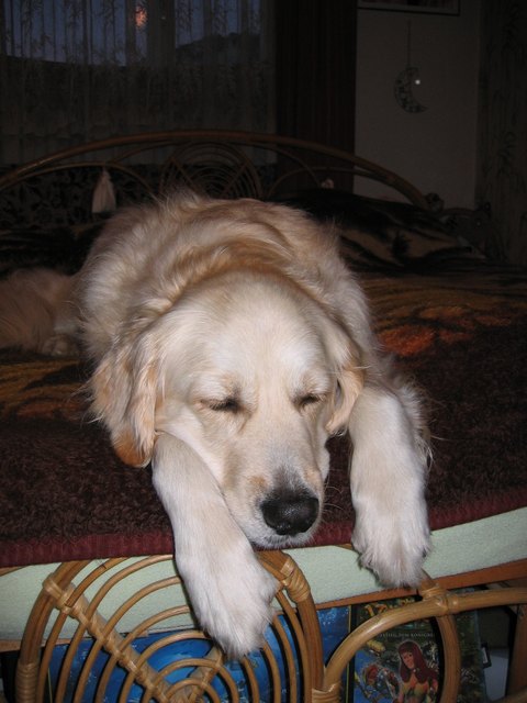 Das Bett ist grad frei - das muß ich ausnutzen!