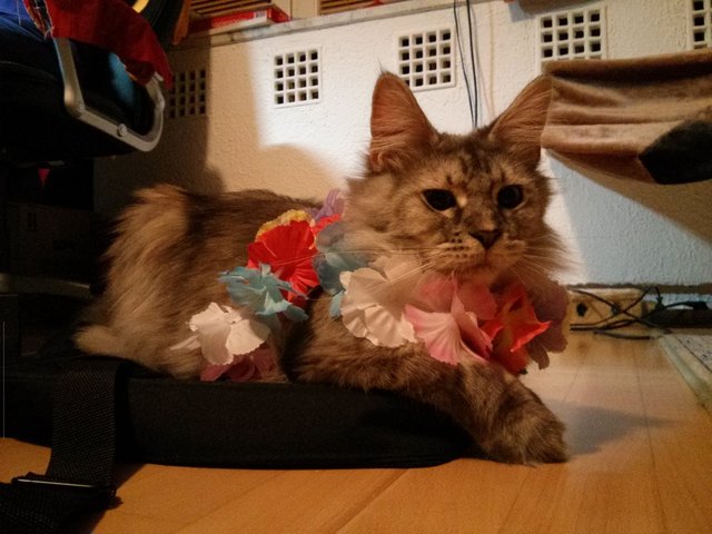 Main-Coon Diva Roxy =)