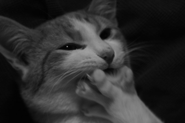 Wer etwas auf sich hält, muss einen Zahn zulegen!