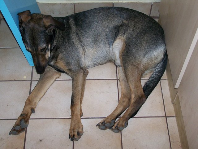 einer der Lieblingsplätze von Areas - eingequetscht zwischen Regal und Küchenkasterl