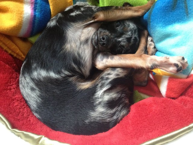 Pfoten hoch - meine Chihuahua Hündin Lea