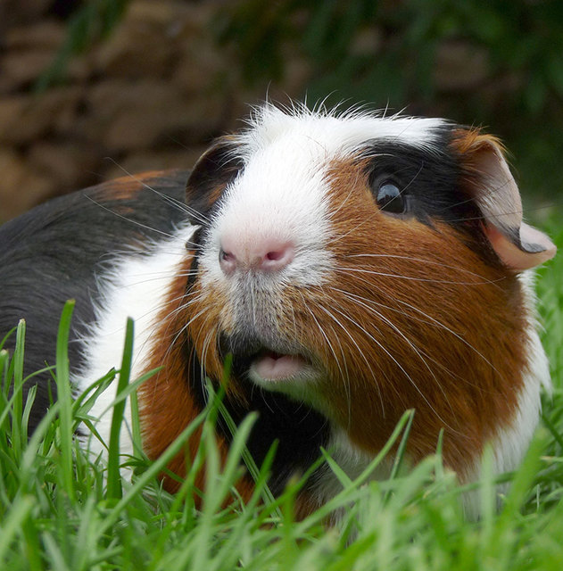 Meerschwein Lena wirft sich beim Frühlingsspaziergang in Pose.