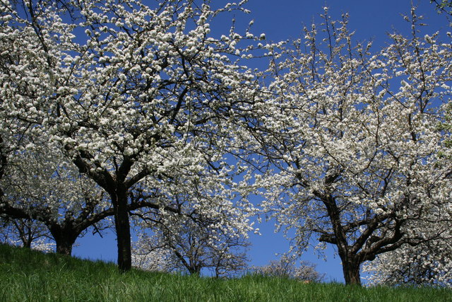 Natura 2000 Schutzgebiet, Streuobstwiesen Forchtenstein/Eisteiche, Lebensraum der Zergohreule