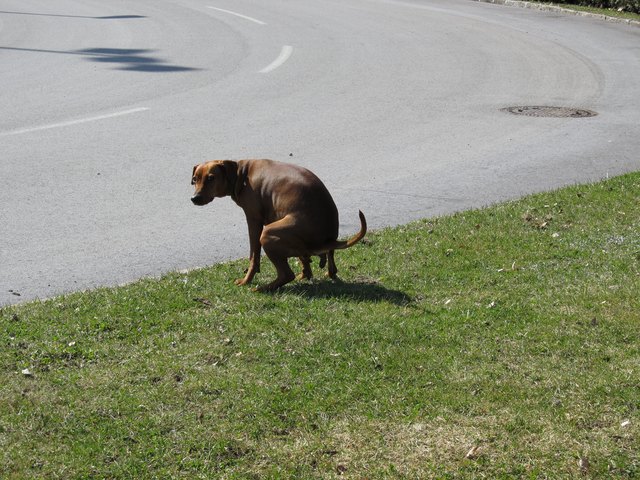 Hundekot ist auch ein Problem für die Bewirtschaftung von Grünflächen.