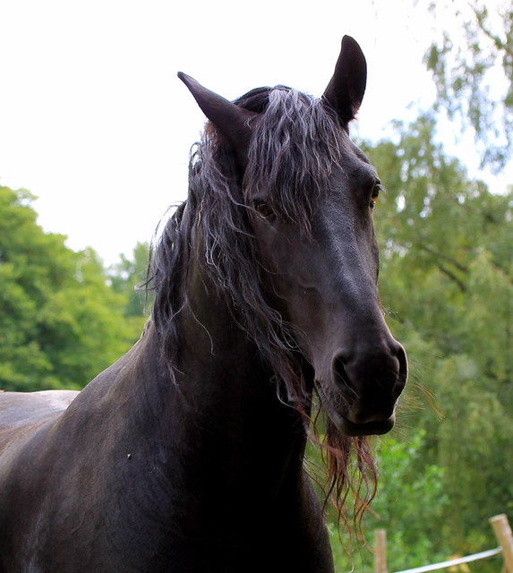 Mit wallender Mähne setzen sich auch Pferde auf den Fotos bestens in Szene.