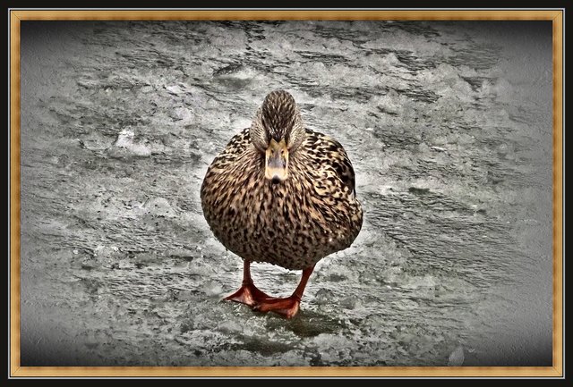 Eisiges Enten-Osterfest