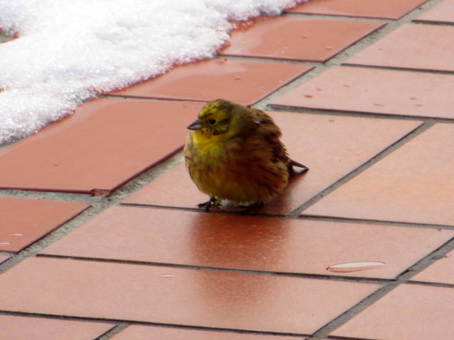 ..ich bleibe hier aif der Terrasse....bis der Frühling kommt